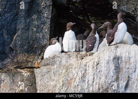 Murre comune (Uria aalge) sulla cengia rocciosa nel Parco nazionale di Kenai Fjords in Alaska. Foto Stock