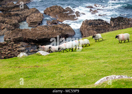 Nero-di fronte le pecore di montagna a strapiombo su Achill Island, nella contea di Mayo, Irlanda. Vista sull'Oceano Atlantico. Foto Stock