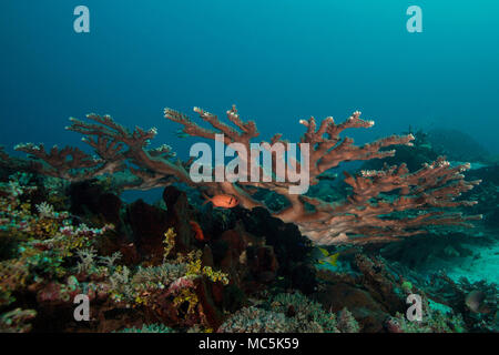 Meravigliosi coralli duri. La foto è stata scattata nel mare Ceram, Raja Ampat, Papua occidentale, in Indonesia Foto Stock