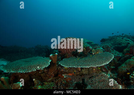 Meravigliosi coralli duri. La foto è stata scattata nel mare Ceram, Raja Ampat, Papua occidentale, in Indonesia Foto Stock