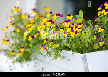 Pansies in fiore bianco box decorare la finestra di una casa. DOF poco profondo. Foto Stock