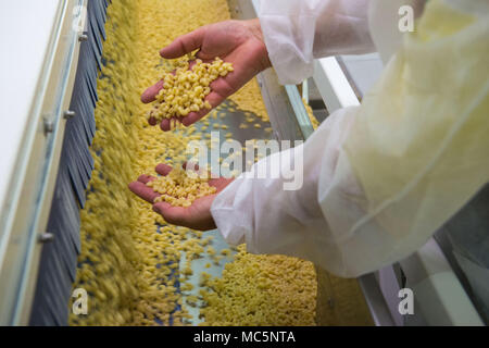 Casteldidone (Cremona). Pastificio Iris Bio. Alcuni dei soci e dipendenti. L'Italia. Foto Stock