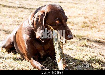 Cane di colore marrone masticare stick e crogiolarsi al sole. Foto Stock