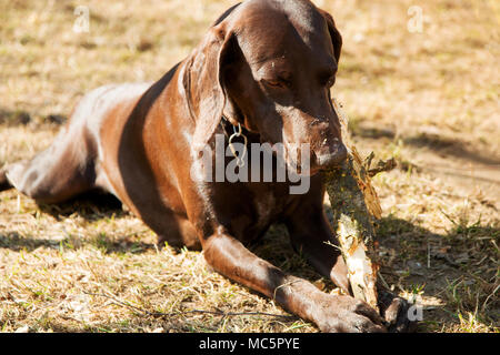 Cane di colore marrone masticare stick e crogiolarsi al sole. Foto Stock