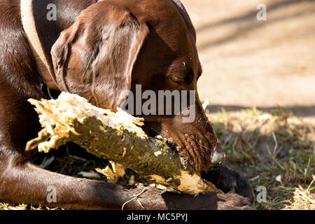 Cane di colore marrone masticare stick e crogiolarsi al sole di close-up. Foto Stock