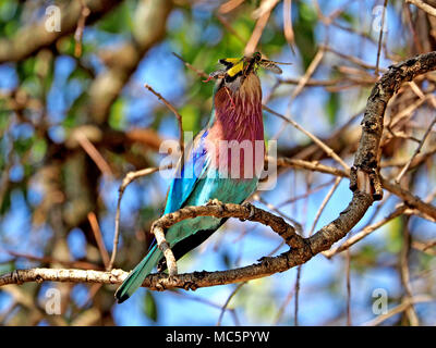 Lilla-breasted rullo (Coracias caudatus) con catturato alato giallo locust preda (Gastrimargus musicus) nel Masai Mara, Kenya, Africa Foto Stock