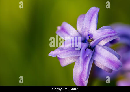 La molla fiori viola su sfondo verde.Giacinti close-up, textures. Con copia spazio. Foto Stock