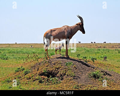 Due topi (Damaliscus lunatus jimela) permanente sulla termite tumuli in pieno sole nel Masai Mara, Kenya, Africa uno incorniciato entro le gambe degli altri Foto Stock