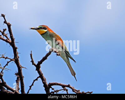 Unione Gruccione (Merops apiaster) con un'ape nel suo becco in Masai Mara, Kenya, Africa Foto Stock