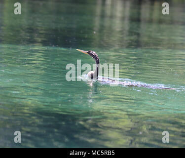 Anhinga nuotare nelle acque cristalline di Rainbow Springs in Florida Foto Stock