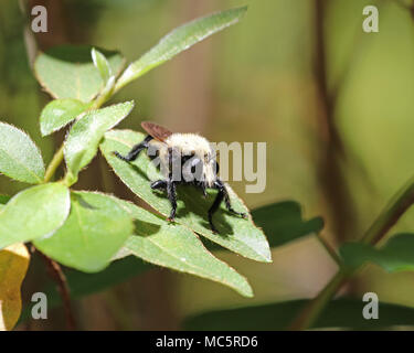 Close-up di una florida Bee killer (Mallophora bomboides) Foto Stock