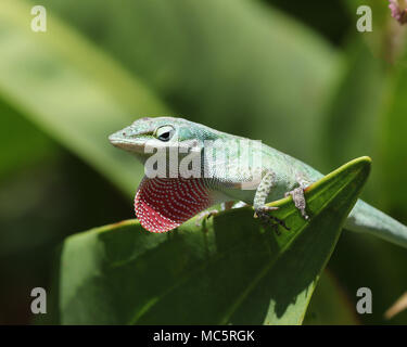 Profilo di verdi americani anole lizard con rosa di giogaia esteso mentre è seduto su una foglia grande a Rainbow Springs State Park in Florida. Foto Stock