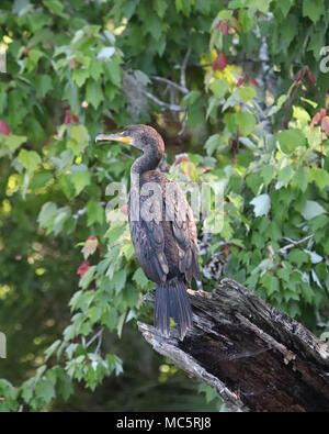 I cormorani sono luoghi comuni lungo i fiumi in Florida. Essi non hanno ghiandole di olio in modo da avere per asciugare le loro ali dopo il nuoto Foto Stock