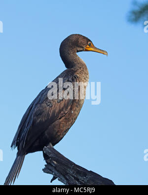 Cormorano Phalacrocorax carbo sinensis in profilo contro il cielo blu Foto Stock