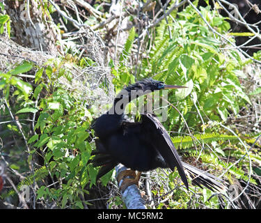Maschio adulto Ahinga o American darter bird essiccamento è ali lungo il fiume arcobaleno in Florida Foto Stock