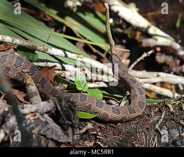 Acqua marrone i serpenti sono un acqua nonvenomous snake spesso trovato lungo i bordi dei fiumi e dei laghi nel sud degli Stati Uniti. Foto Stock