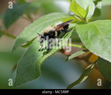 Florida Bee killer (Mallophora bomboides) macro Foto Stock