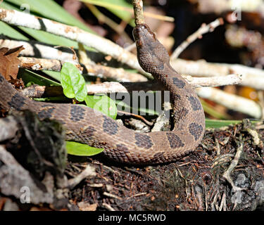 Acqua marrone snake (nerodia taxispilota) in Florida Foto Stock