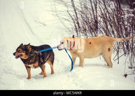 Due cani a piedi all'aperto in inverno. Un giallo Labrador Retriever cane conduce un mongrel cane al guinzaglio Foto Stock