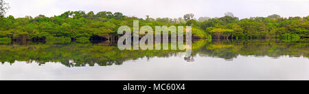 La foresta pluviale nelle acque del Rio Jauperi affluente del fiume Rio delle Amazzoni Foto Stock