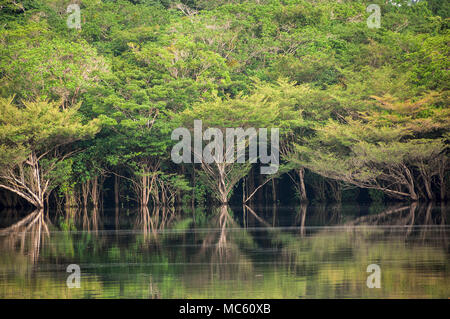 La foresta pluviale nelle acque del Rio Jauperi affluente del fiume Rio delle Amazzoni Foto Stock