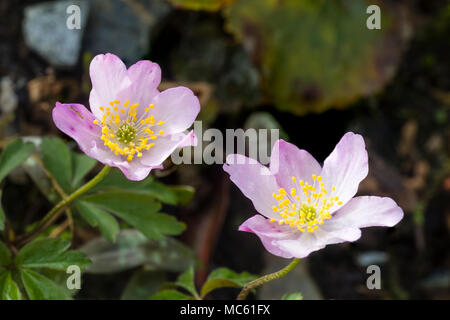 Modulo rosa del Regno Unito legno nativo anemone, Anemone nemorosa ,, fioritura in primavera Foto Stock