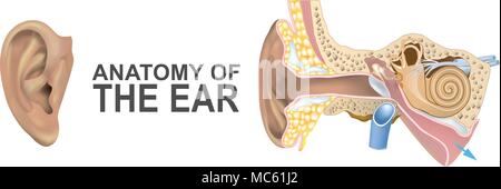 Anatomia dell'orecchio. Illustrazione Illustrazione Vettoriale