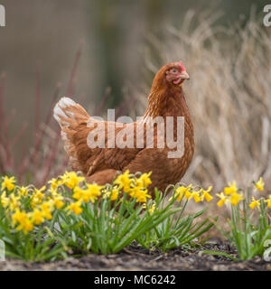 pollo Foto Stock