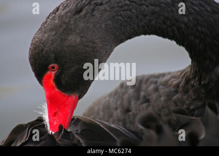 Cigno nero Foto Stock