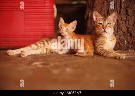 Gatto e gattino nel mercato in Mumbai, India Foto Stock