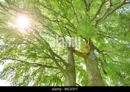 Elevato angolo di visualizzazione a trama treetop con raggi solari Foto Stock