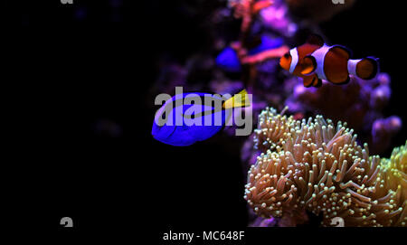 La linguetta blu (Paracanthurus hepatus) Foto Stock