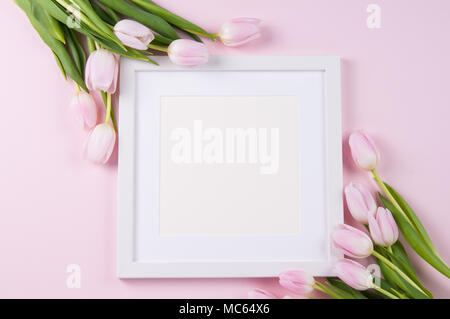 Vuoto quadrato bianco picture frame con tulipani rosa Foto Stock