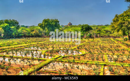 Lado Sarai Flower nursery, un giardino di rose di Delhi, India Foto Stock