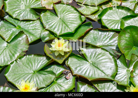 Stagno coperto da acqua giglio di foglie e fiori in Londra Foto Stock