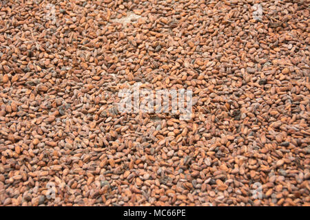 Le fave di cacao di essiccazione al sole Foto Stock