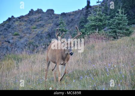 Grandi Columbia nero-tailed deer pascolare su Hurricane Ridge Olympic National Park, Stati Uniti di Washington Foto Stock