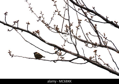 La molla sarà mai? Un freddo giorno di Baltimore con un gonfi sparrow cercando di rimanere caldo su un ramo di albero che sta appena iniziando a bud. Foto Stock