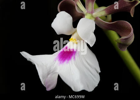 Encyclia cordigera (Kunth) Dressler. La molla segna l inizio della stagione Encyclia e ci sono molti eccellenti specie in genere Foto Stock