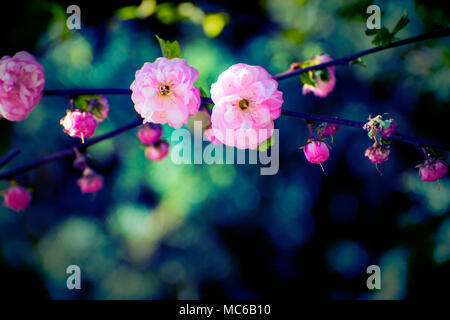 Ramo di un rosa wildrose fiore con sfondo bokeh di fondo. Foto Stock