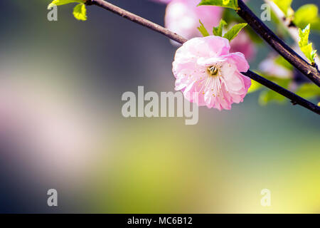 Ramo di un rosa wildrose fiore con sfondo bokeh di fondo. Foto Stock