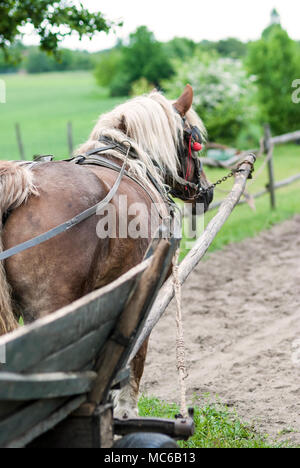 Lavorando a cavallo con il trasporto in Polonia. Foto Stock