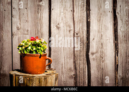 Fiori in vaso in terracotta su sfondo di legno. Foto Stock