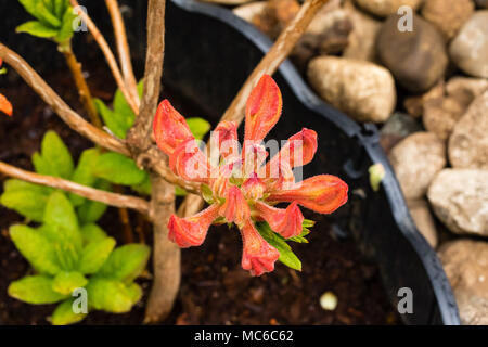 In prossimità di una luce di mandarino Azalea bloom Foto Stock