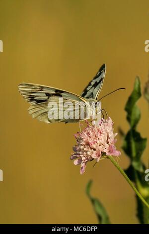 In marmo bianco (Melanargia galathea) seduto sul fiore in prato, Baden-Wuerttemberg, Germania | Utilizzo di tutto il mondo Foto Stock