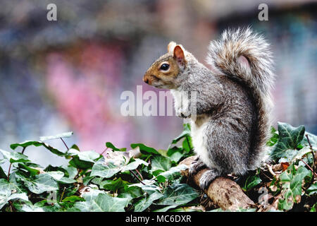 Scoiattolo grigio, close-up Foto Stock