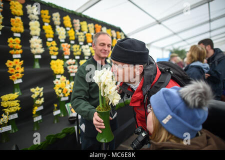 Un uomo prende il profumo dei narcisi durante il primo giorno di RHS Flower Show Cardiff, che corre a domenica 15 aprile a Bute Park, Castello di Cardiff, Cardiff, Galles. Foto Stock