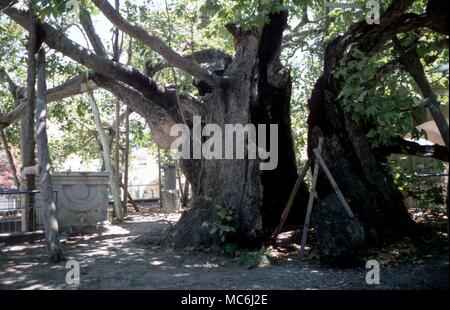 Medicina greca la guarigione albero di Ippocrate sull isola di Cos Foto Stock