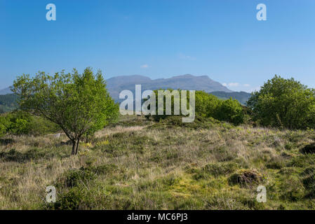 Uno splendido scenario a Gwaith Powdr riserva naturale, Penrhyndeudraeth, il Galles del Nord, una bella giornata di primavera. Foto Stock