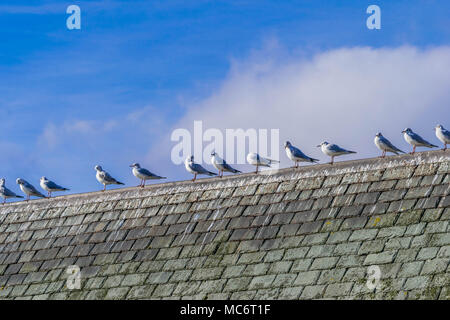 A Flock of Seagulls in appoggio su un tetto haouse Foto Stock